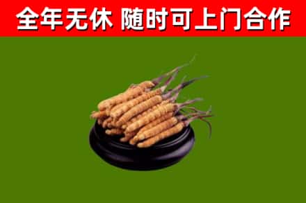 厚街镇回收冬虫夏草