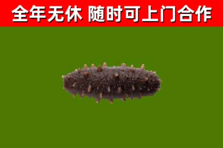 厚街镇回收海参干